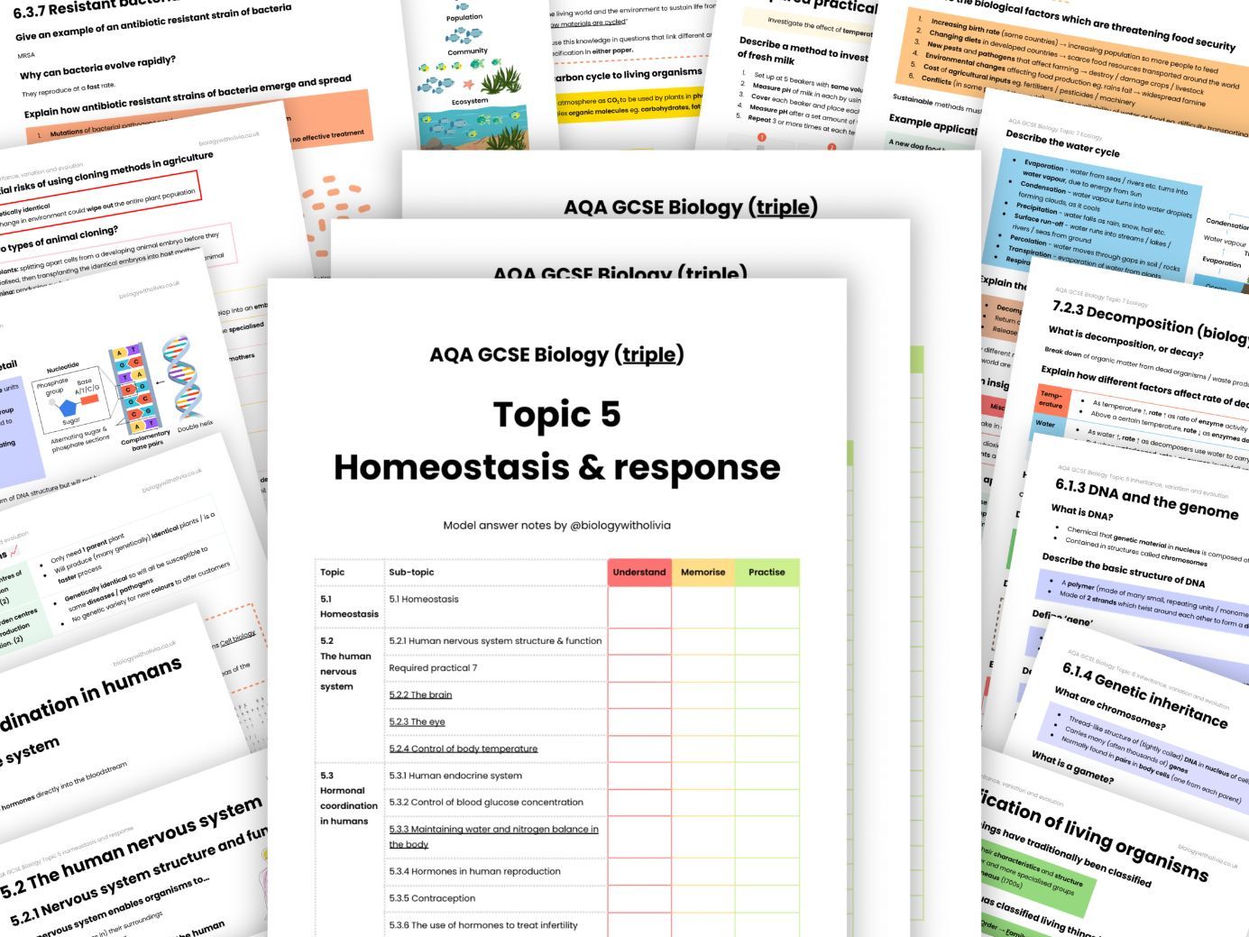 Paper 2 AQA GCSE Biology model answer revision notes